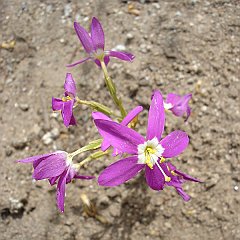 centaurium venustum